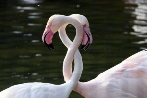 10836550_878972208809685_283895470_n