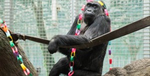 10866976_890429170997322_1296432773_n