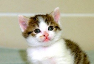 10867230_10204186498680376_690108039_n