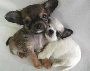 961129_878972175476355_452339691_n