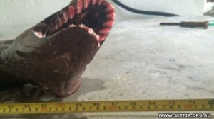 150122101302_frill-shark-setfia_5