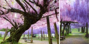 11128680_1413868702266799_8444441106303199960_o