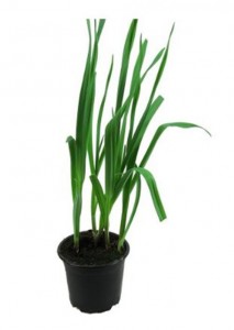 11164192_10203820105214693_737043580_n