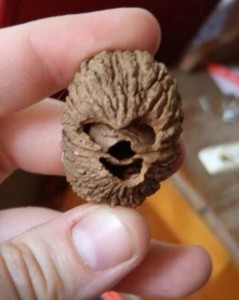 11173634_10203820105294695_1640702556_n