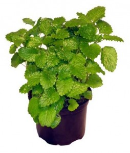 11195295_10203820105334696_1387911847_n