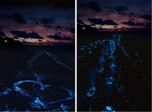 11200802_1413874232266246_3566594882915850477_n