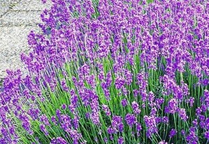 961532_10203820105374697_213188443_n