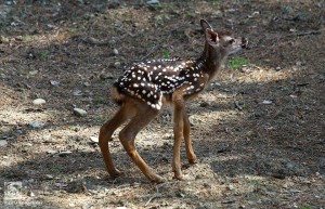 10337743_10153405776064575_7734309604732597943_n