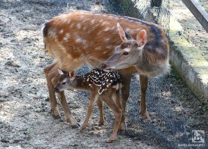 11057635_10153405776379575_4121014846791722521_n