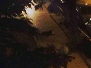 1434320259948459 (1)