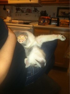 1793e46544c71d658e6ec3b187656e61