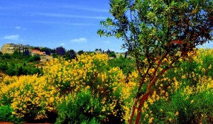 1b50969043dce5dddceae55b7bbdd04f