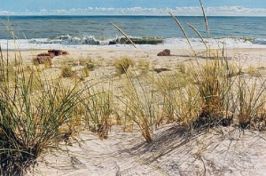 20-kartin-kotorye-kazhutsya-zhivymi_b00bdaf8d970b7df664953f63a698374