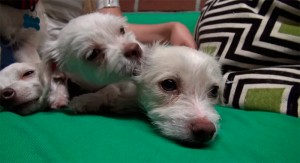 3d4f259a95fa8bf2eda0be5196564f9e