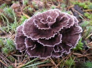 3f235d65d35495ff85ce413f68d5f588