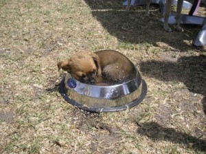 5fe9abcc493a39ec50e4905368ebdff2