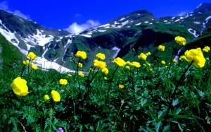 96c7e961ea8660cb5042a6ed2d2f00b8