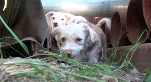 a01831e6f486dc48c414f9c793de2102