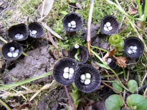 a2e89b6d6f6be174df997f1af122bfdd