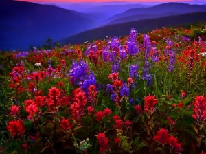 b82c3d1817822a36f9b67149b967a64b