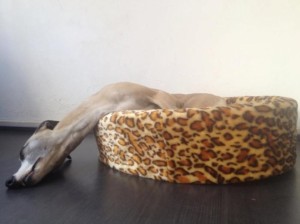 b84dfc55ac67db0541a1b314e9a48eae