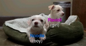 c85ea1b7017c0d31583b6ee4a24af60f