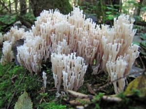 d60ffb5a8d31e9e6c218717d2ca4375e