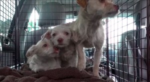 f8f09795000073d909472aa2ded7a3e1