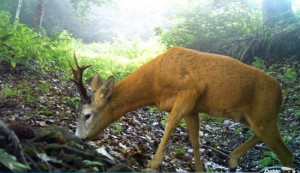 11755266_891067474293191_3164691650906133014_n