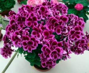 17578560-r3l8t8d-650-fareham