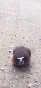 2AD2459B00000578-3173998-image-m-23_1437794874192