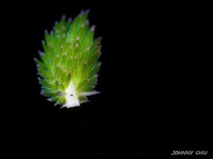 4837651fee.images.new_photo.leaf-sheep-sea-slug-costasiella-kuroshimae-5-1