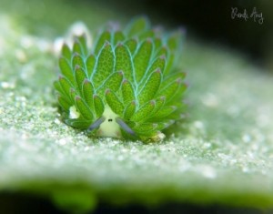 851469d635.images.new_photo.leaf-sheep-sea-slug-costasiella-kuroshimae-4