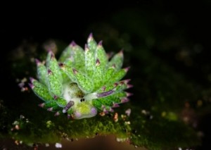 acf3ce5160.images.new_photo.leaf-sheep-sea-slug-costasiella-kuroshimae-2