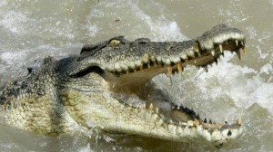 11944977_477026709145205_351766307_n