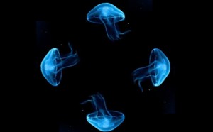 682610-R3L8T8D-650-hologram5_3395959c