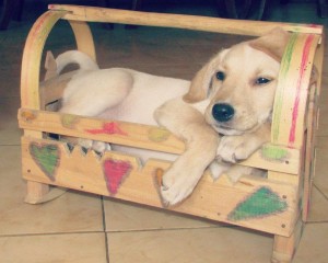 11037050_1670682823169479_4157944811212741501_n