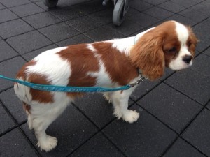 11201168_983646718345665_6194507300435872914_n