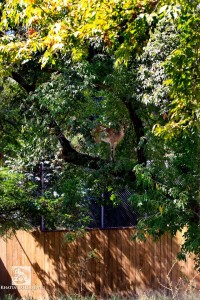 12000813_10153727405224575_3479127521300070138_o