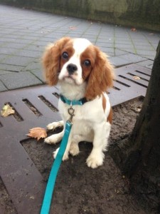 12027557_983646588345678_8484312613099763065_n