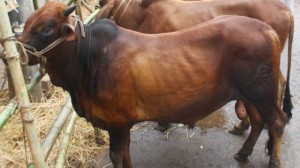 12041973_612445952229178_284825147_n