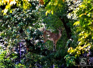 12043120_10153727405379575_8691194256612851970_n