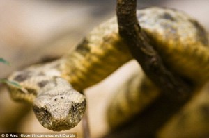 2C254AA200000578-3229179-image-a-22_1441883631617