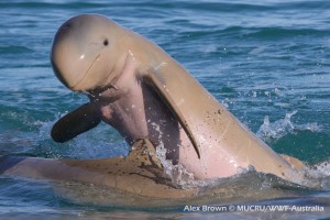 IMG_3293crop1_72_45_MUCRU_small