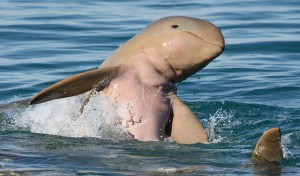 snubfin-dolphin-crop (1)