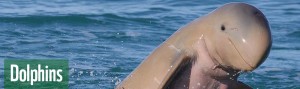 sp_header_dolphins_808x240_18720
