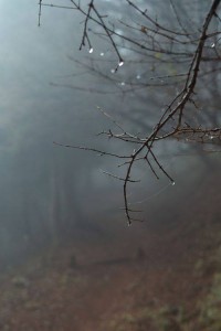 12084085_615647425242364_1704200601_n