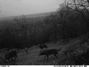 1558483_937390756327529_2188732760705580903_n