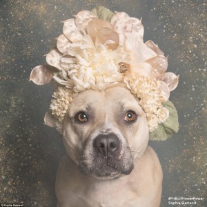 2D26F7E800000578-3263635-So_sweet_Sophie_adorned_the_pups_with_intricate_floral_arrangeme-a-31_1444247235146