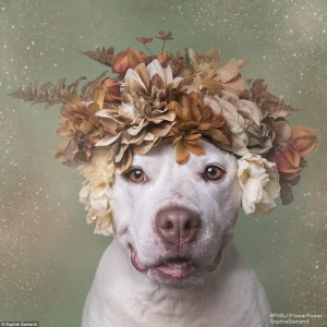 2D26F7F400000578-3263635-They_need_homes_All_of_the_dogs_featured_by_Sophie_were_in_need_-a-29_1444247235015